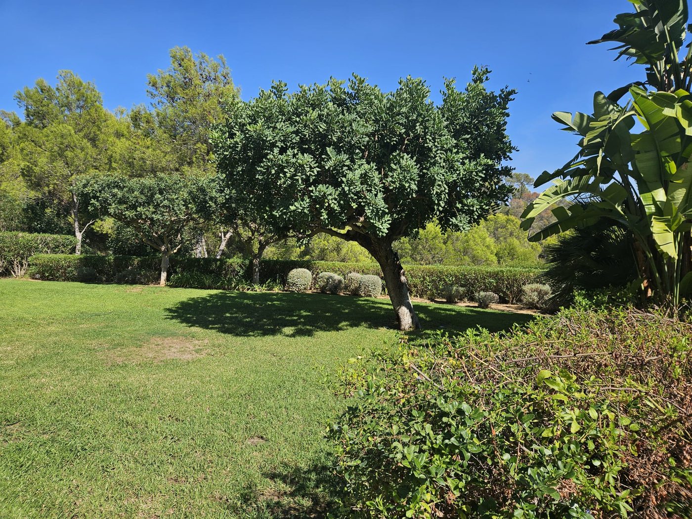 The pool and garden at the classic finca in Bunyola